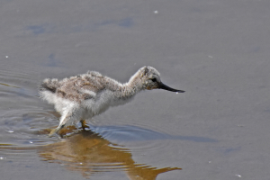 Avocet chick.jpg